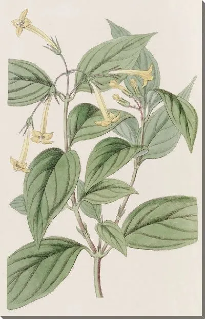 Картина Желтая Бувардия (1815-1819)