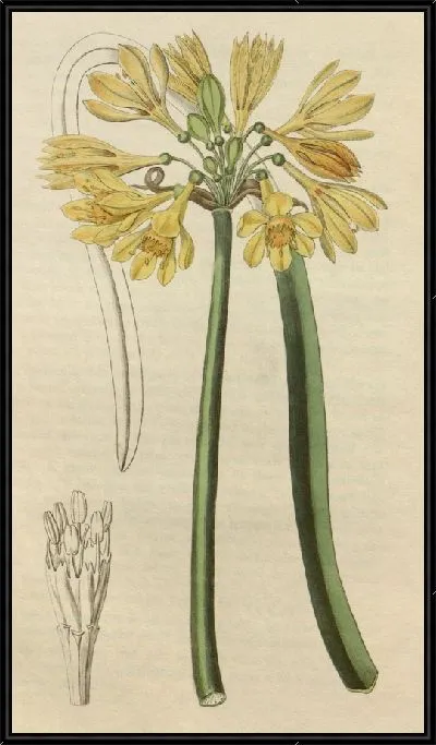 Картина Желтая Калостемма (1815-1819)