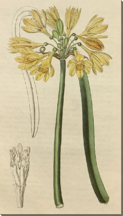 Картина Желтая Калостемма (1815-1819)