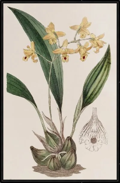 Картина Желтая кистевидная Максиллярия (1815-1819)