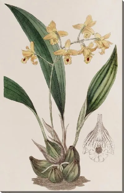 Картина Желтая кистевидная Максиллярия (1815-1819)