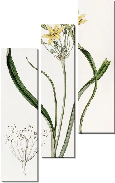 Картина Желтая Красавица (1815-1819)
