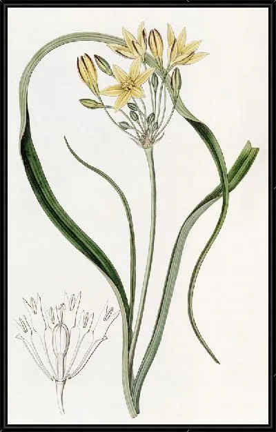 Картина Желтая Красавица (1815-1819)