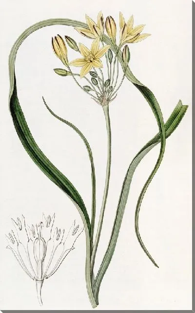 Картина Желтая Красавица (1815-1819)