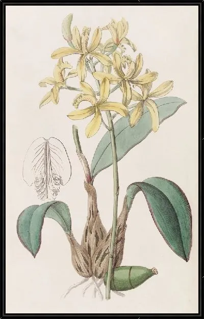 Картина Желтая Лелия (1815-1819)