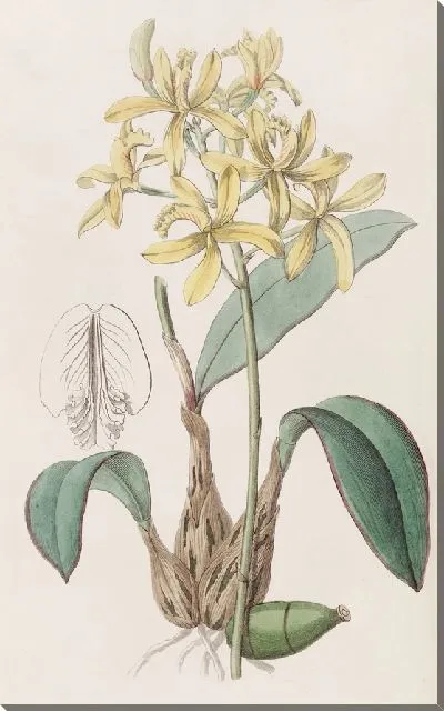 Картина Желтая Лелия (1815-1819)