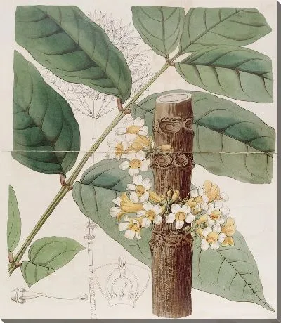Картина Желтая Рей Рей (1815-1819)