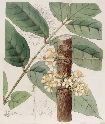шаблон id 34