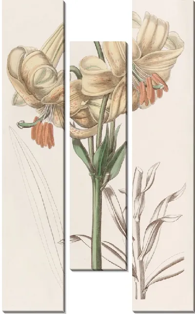 Картина Желтая японская лилия (1815-1819)