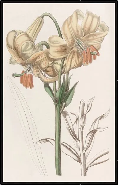 Картина Желтая японская лилия (1815-1819)