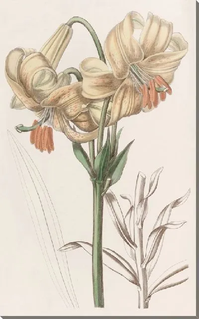 Картина Желтая японская лилия (1815-1819)