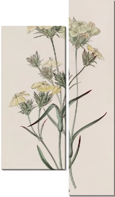 Картина Желто-Розовый (1815-1819)