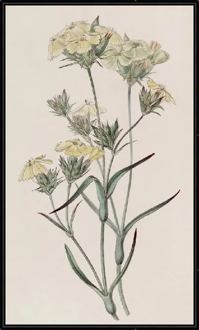 Картина Желто-Розовый (1815-1819)