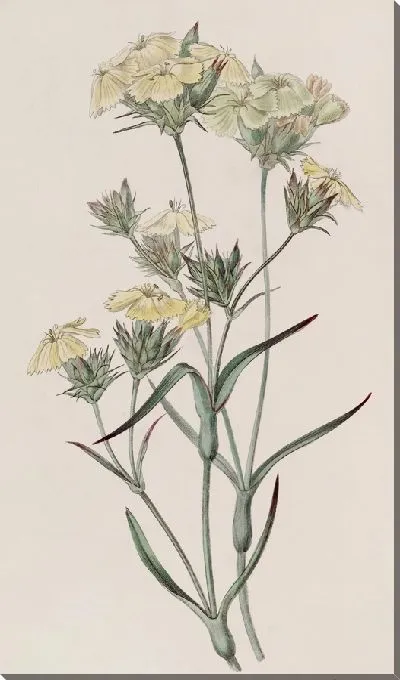 Картина Желто-Розовый (1815-1819)