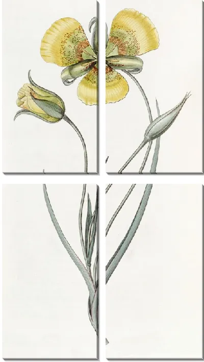 Картина Желтый Калохортус (1815-1819)