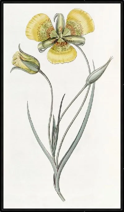 Картина Желтый Калохортус (1815-1819)