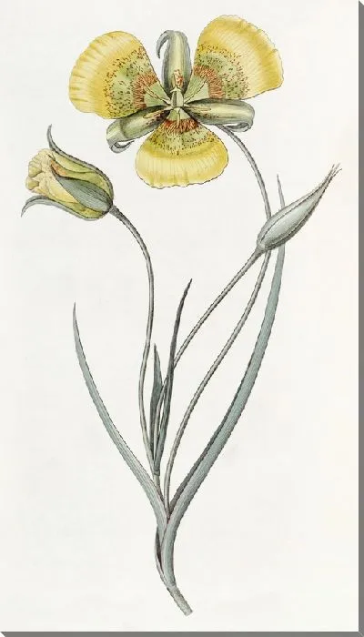 Картина Желтый Калохортус (1815-1819)