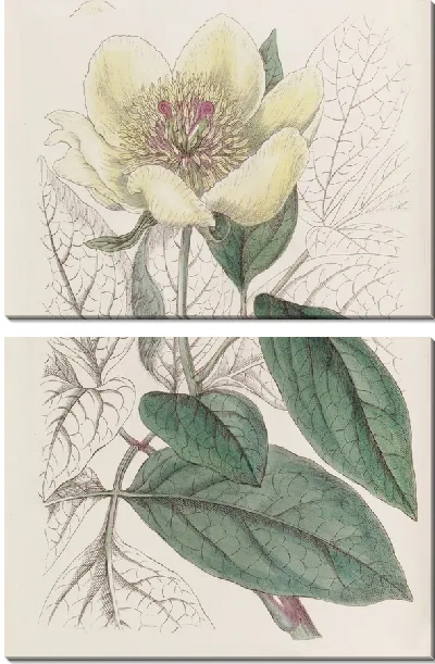 Картина Желтый пион (1815-1819)