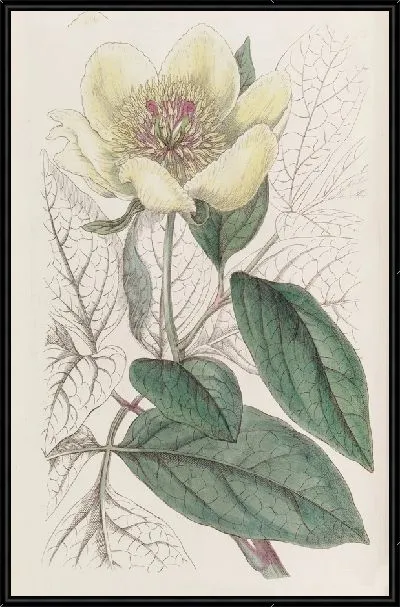 Картина Желтый пион (1815-1819)