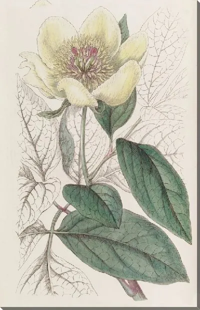 Картина Желтый пион (1815-1819)