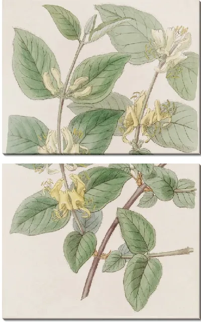 Картина Жимолость летучая разнолистная (1815-1819)