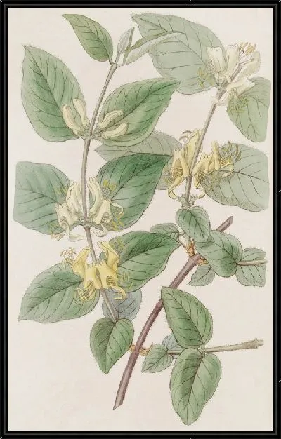 Картина Жимолость летучая разнолистная (1815-1819)