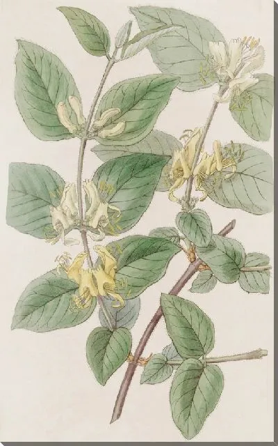 Картина Жимолость летучая разнолистная (1815-1819)