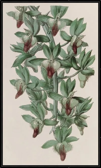 Картина Зверобой в форме тролля (1815-1819)