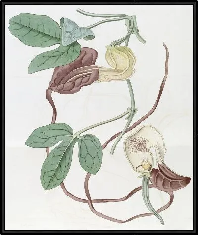 Картина Зверобой трёхлопастный (1815-1819)