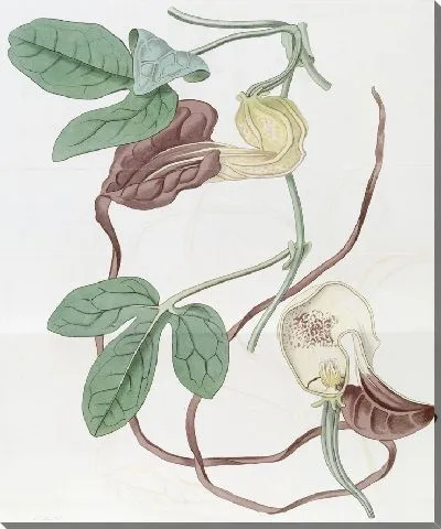 Картина Зверобой трёхлопастный (1815-1819)