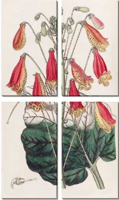Картина Зебра Геснера (1815-1819)