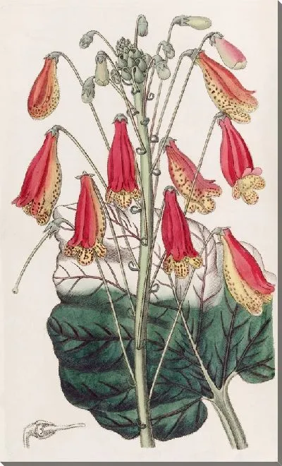 Картина Зебра Геснера (1815-1819)