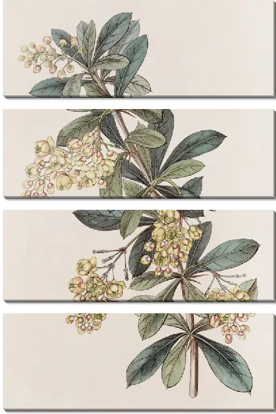 Картина Зонтичная ягода (1815-1819)