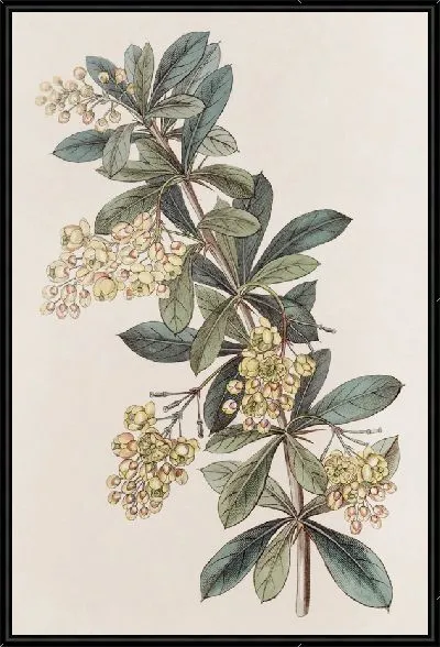 Картина Зонтичная ягода (1815-1819)