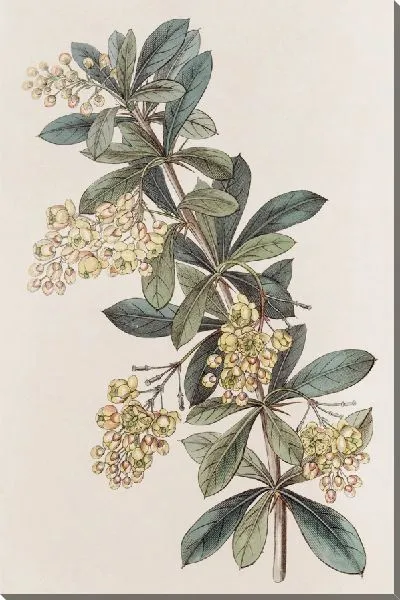 Картина Зонтичная ягода (1815-1819)