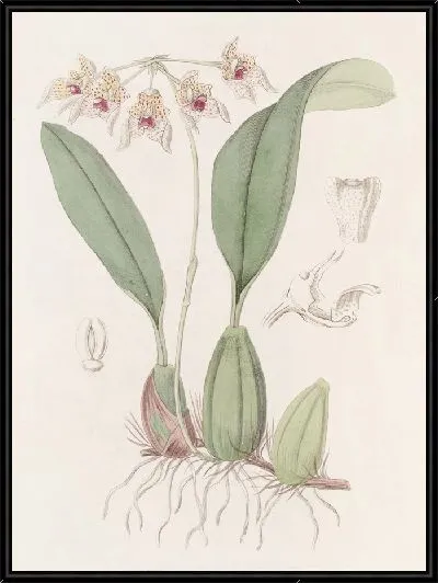 Картина Зонтичный Болбофил (1815-1819)