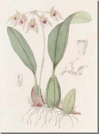 Картина Зонтичный Болбофил (1815-1819)