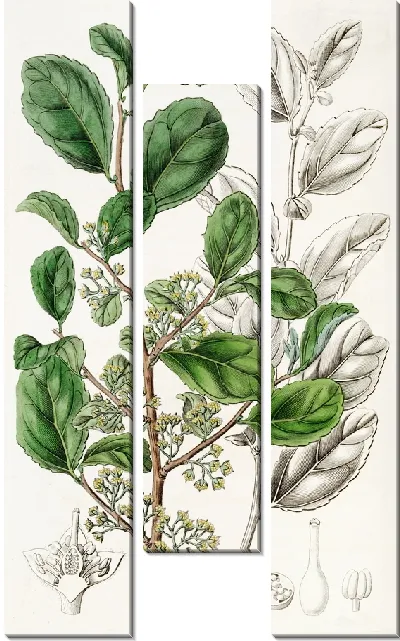 Картина Зубастая Азара (1815-1819)