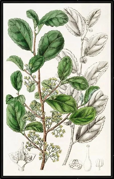 Картина Зубастая Азара (1815-1819)