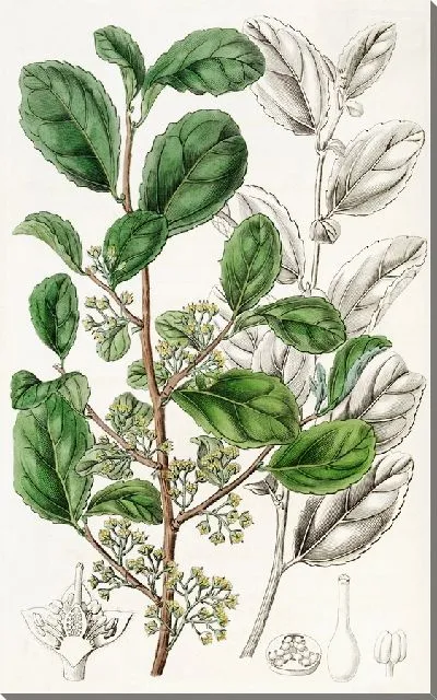 Картина Зубастая Азара (1815-1819)