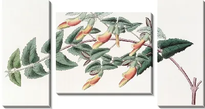Картина Зубчатолистная Скоттия (1815-1819)