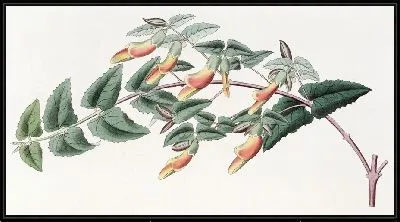 Картина Зубчатолистная Скоттия (1815-1819)