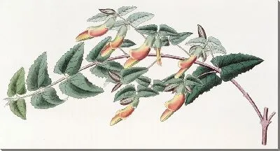 Картина Зубчатолистная Скоттия (1815-1819)