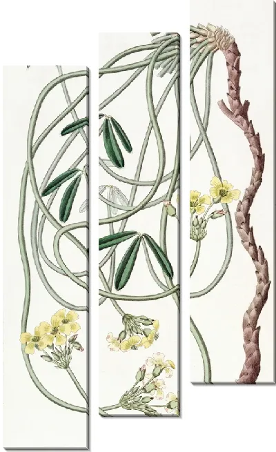 Картина Извилистый Оксалис (1815-1819)