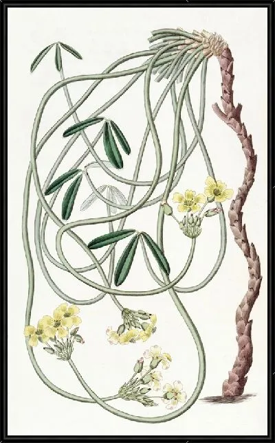 Картина Извилистый Оксалис (1815-1819)