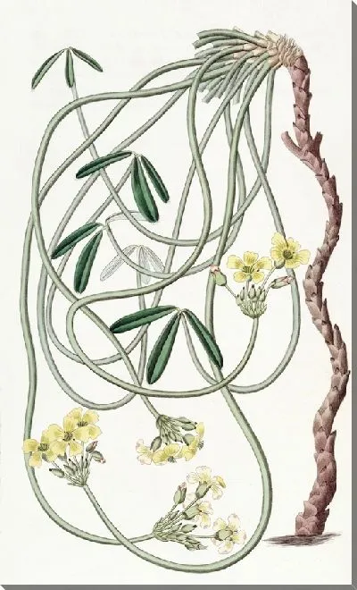 Картина Извилистый Оксалис (1815-1819)