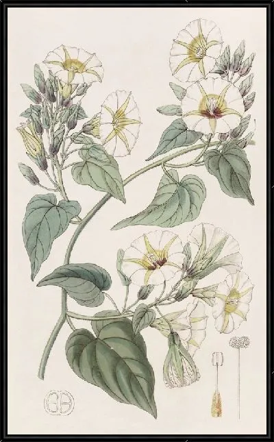 Картина Ипомея белокурая (1815-1819)