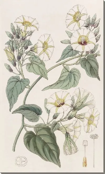 Картина Ипомея белокурая (1815-1819)