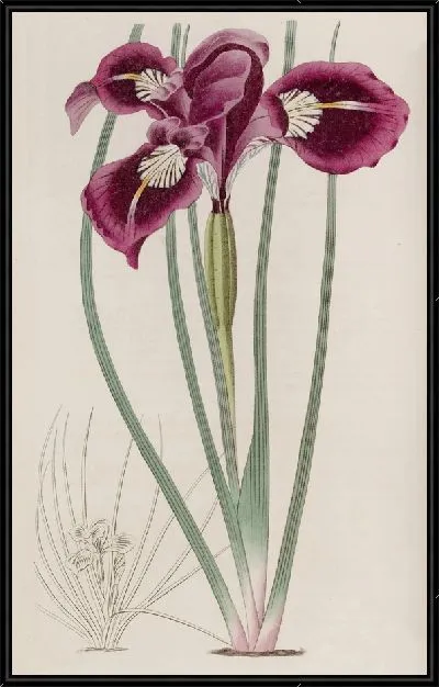 Картина Ирис с резьбой (1815-1819)