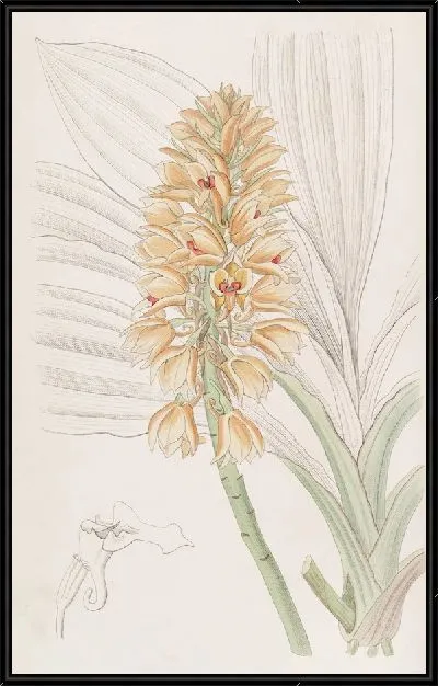 Картина Каланте с желтыми шипами (1815-1819)